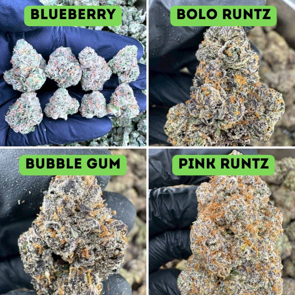 Amsterdam Genetics Set, 4 Varieties: Bolo Runtz, Pink Runtz, Blueberry ...