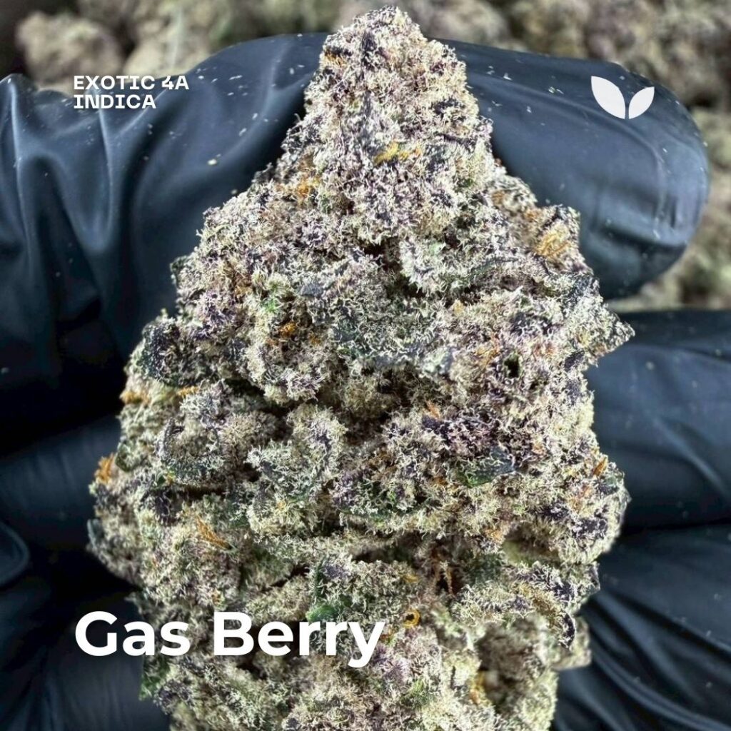 Gas Berry cannabis strain 2 Gas Berry cannabis strain 2