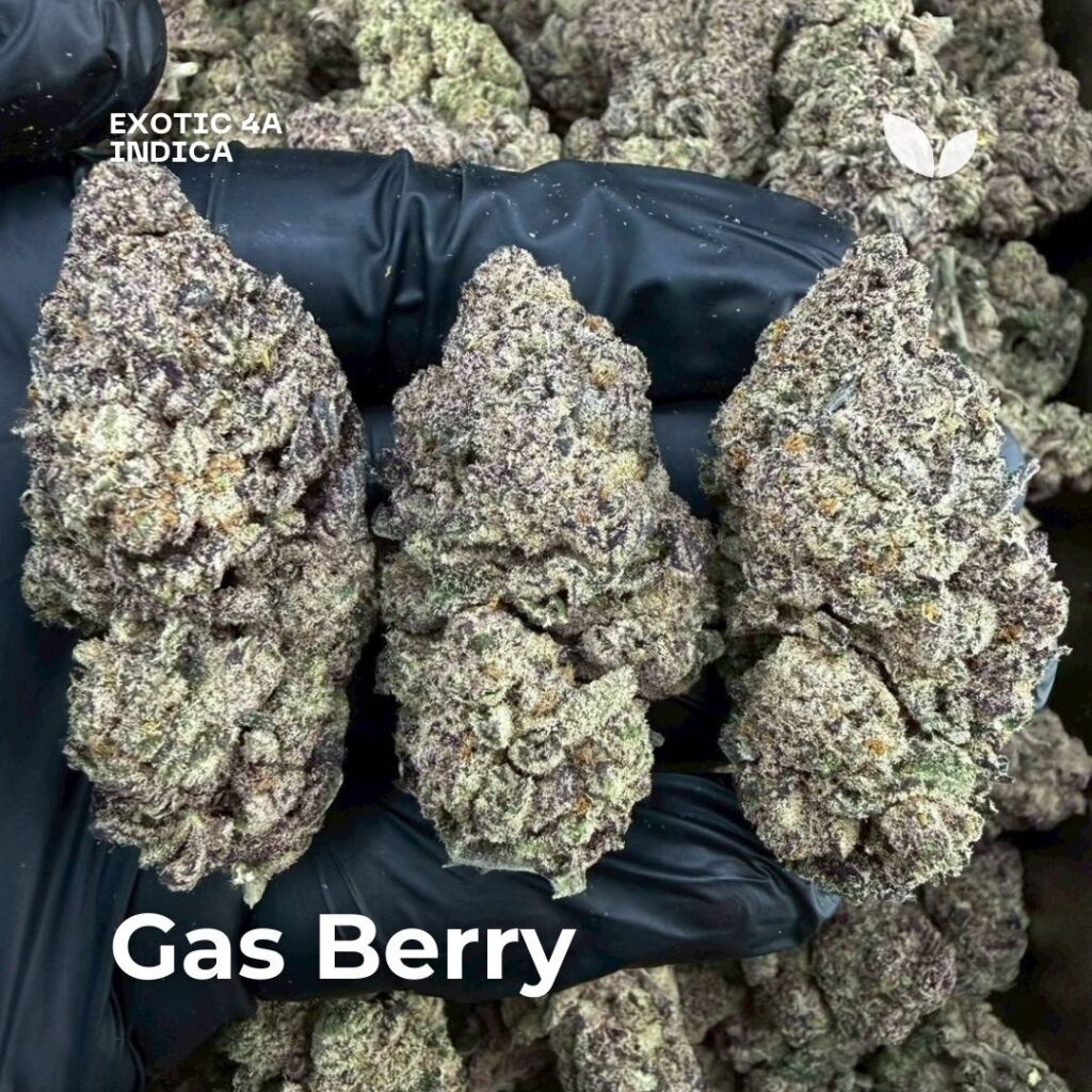 Gas Berry cannabis strain Gas Berry cannabis strain
