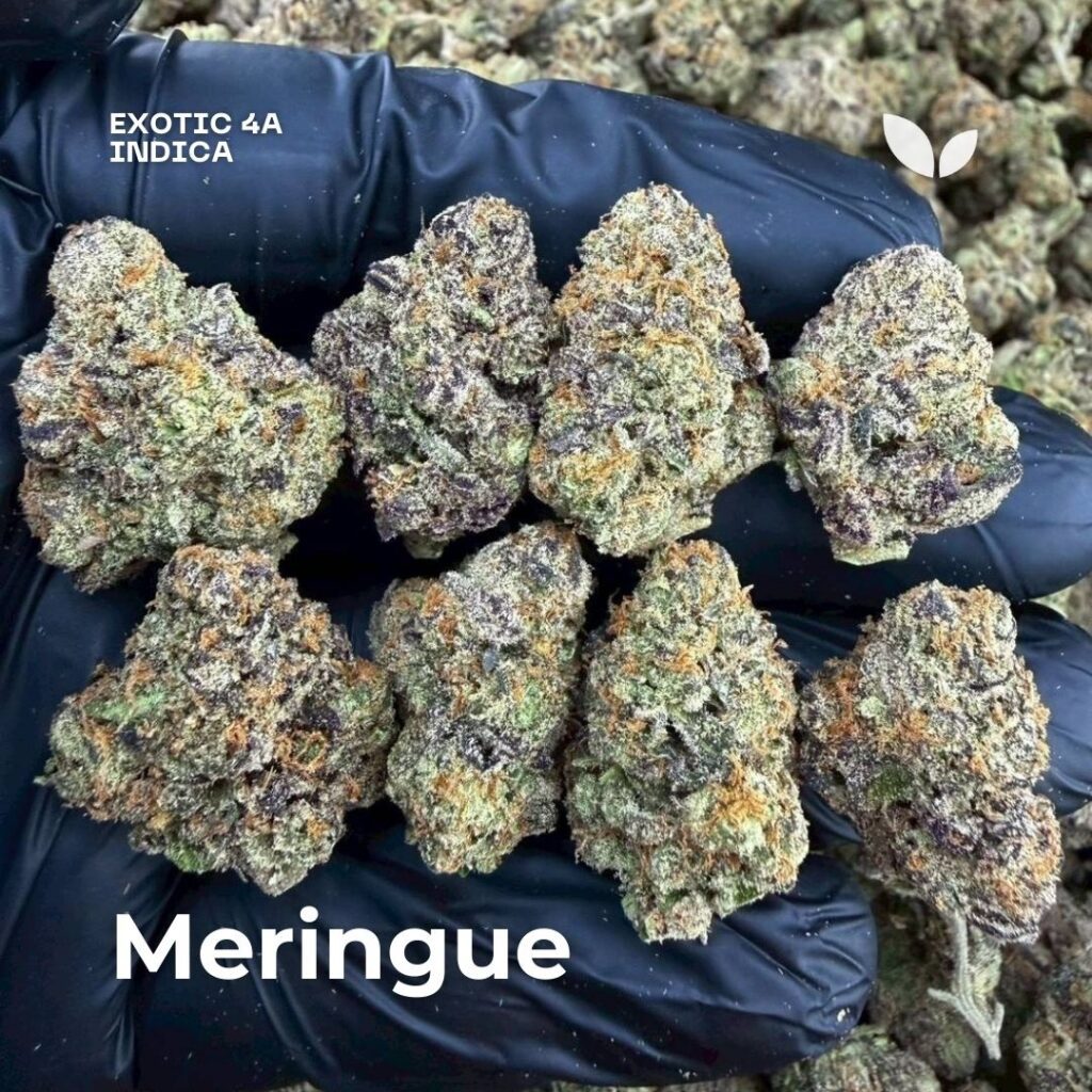 Meringue cannabis strain thailand phuket Meringue cannabis strain thailand phuket