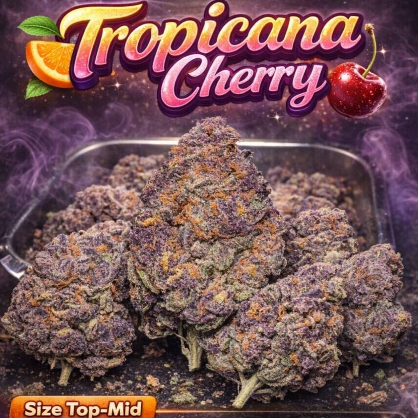 tropicana cherry strain weed