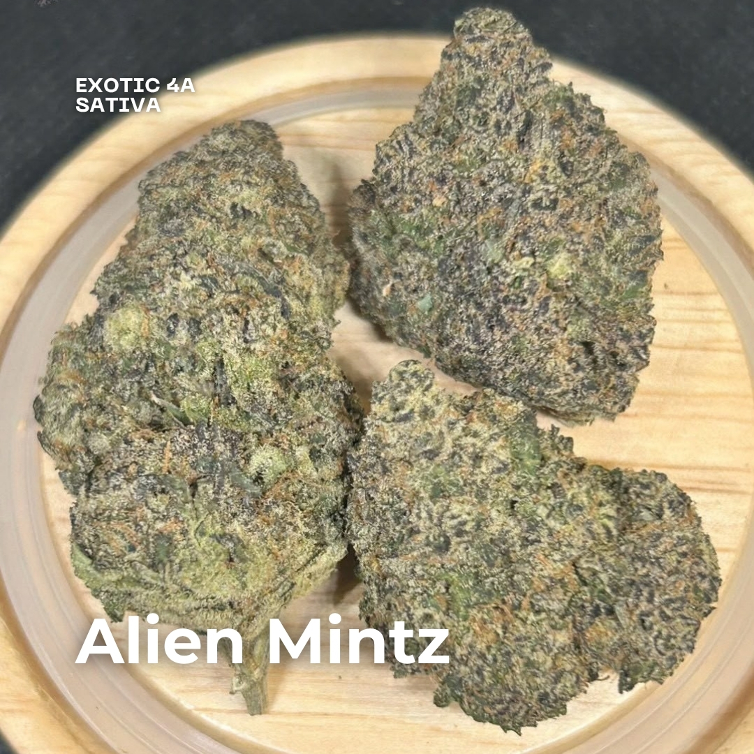 Alien Mintz weed strain phuket Alien Mintz weed strain phuket
