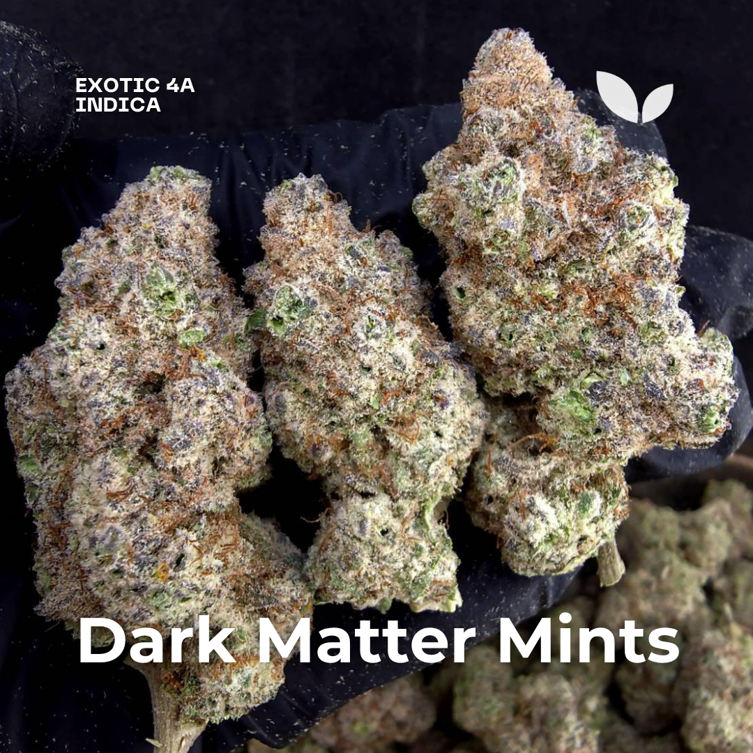 Dark Matter Mints weed strain phuket Dark Matter Mints weed strain phuket