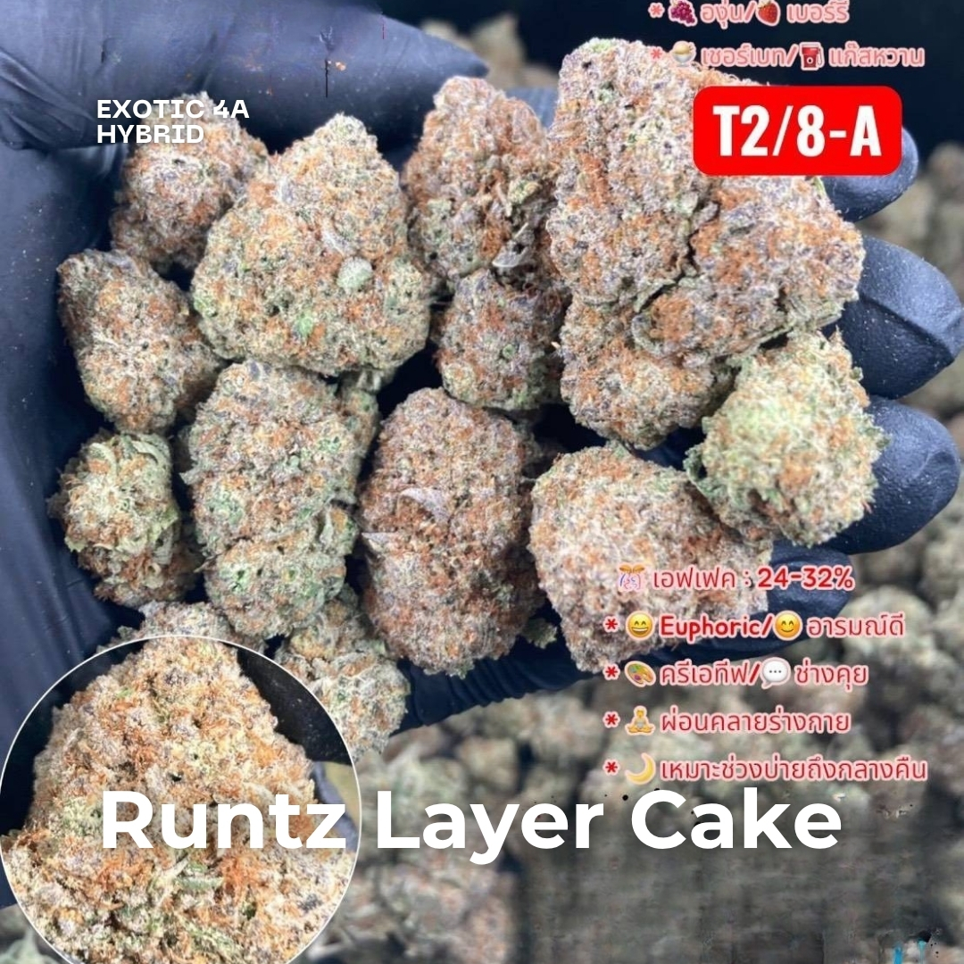 Runtz Layer Cake strain phuket