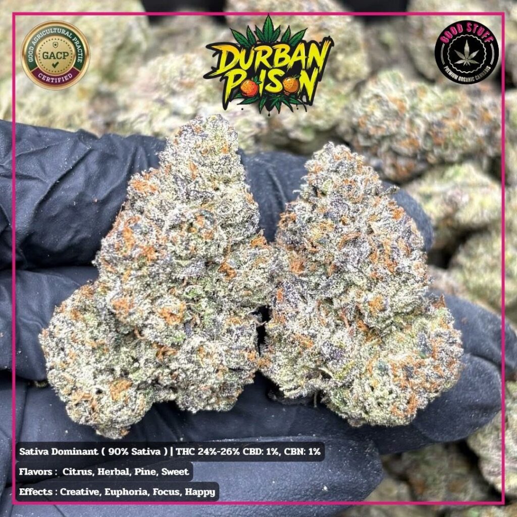 Sativa durban poison cannabis phuket Sativa durban poison cannabis phuket