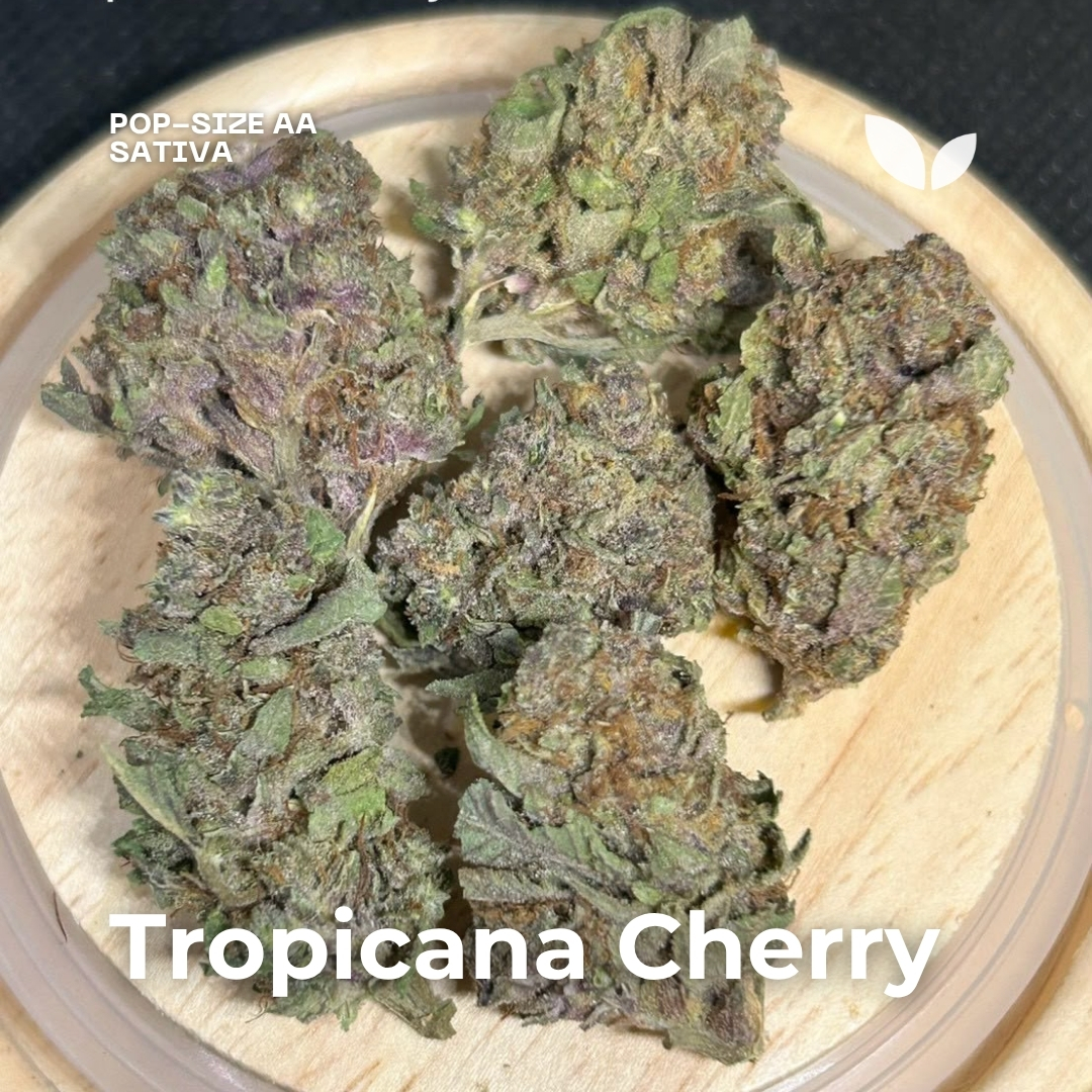 Tropicana Cherry weed strain phuket Tropicana Cherry weed strain phuket