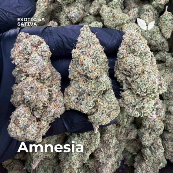 Amnesia amsterdam genetics weed delivery phuket sativa 2
