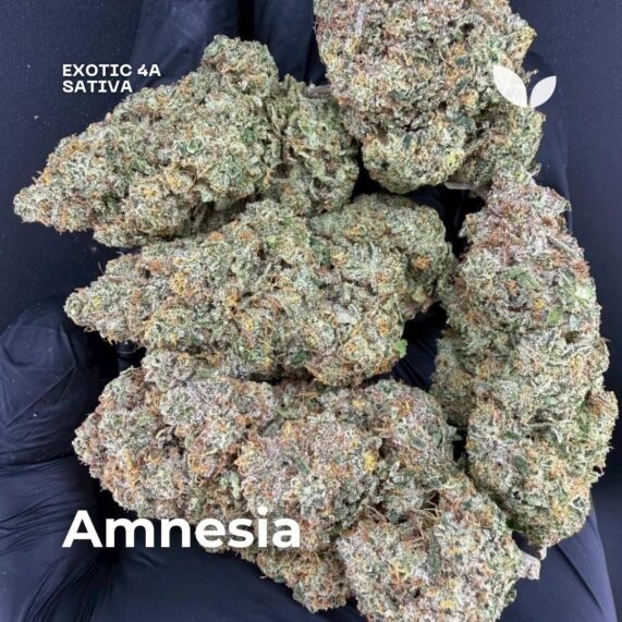 Amnesia weed delivery phuket sativa 1 hour