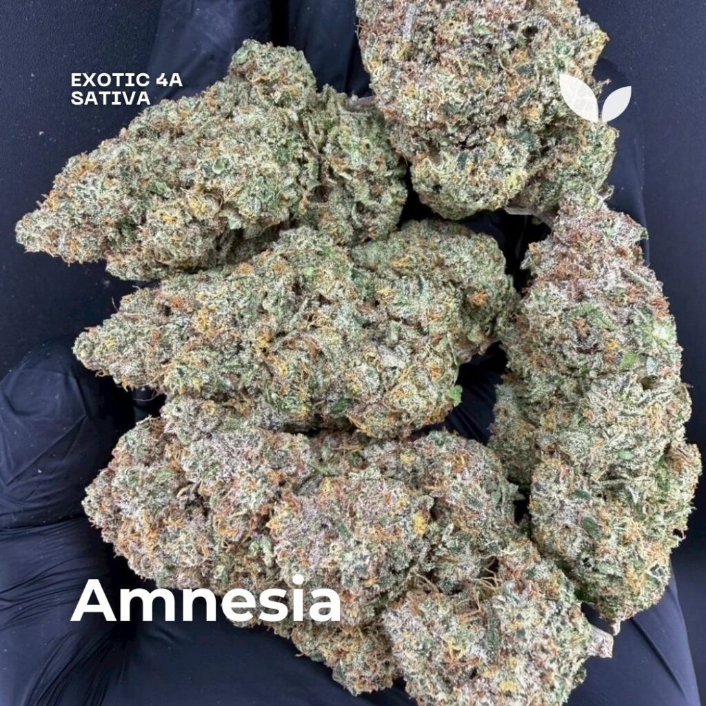 Amnesia weed delivery phuket sativa 3