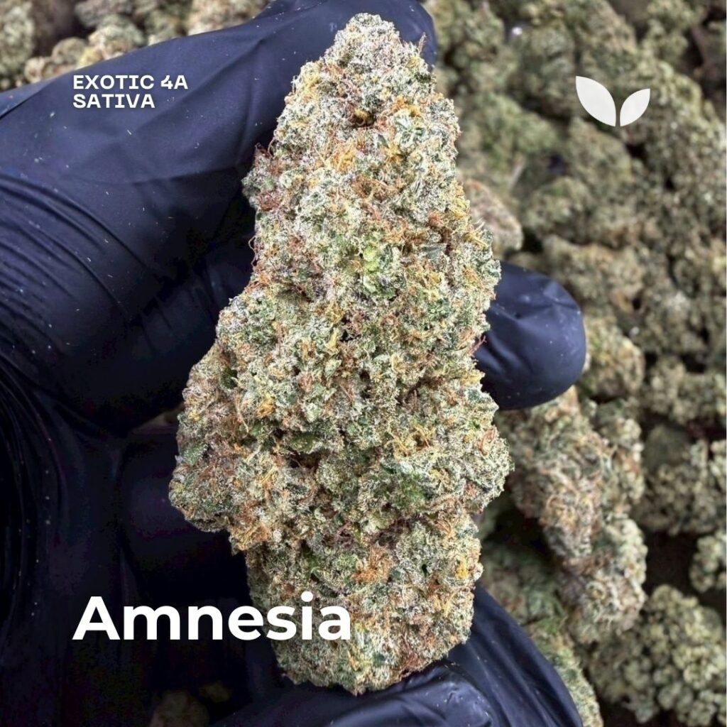 Amnesia weed delivery phuket sativa Amnesia weed delivery phuket sativa