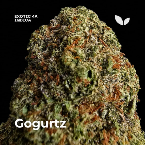 Gogurtz weed strain phuket delivery 2