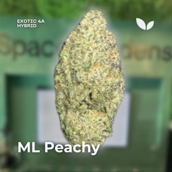 ML Peachy strain weed delivery phuket hybrid