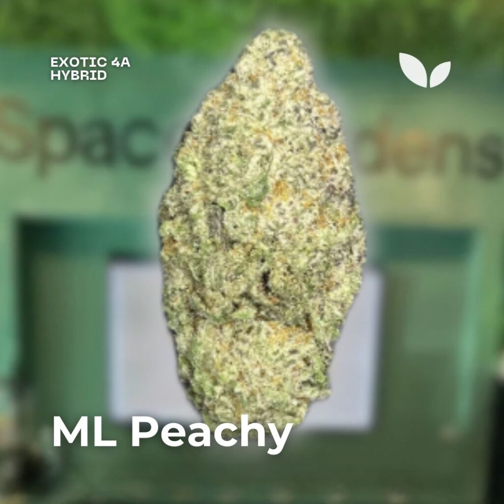 ML Peachy strain weed ML Peachy strain weed