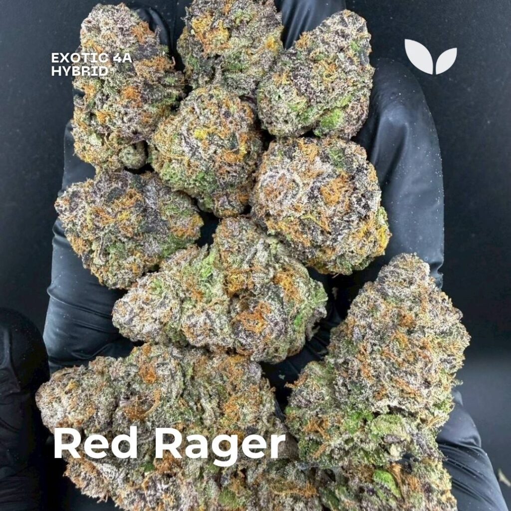 Red Rager cannabis strain Red Rager cannabis strain