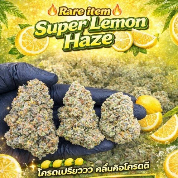 Super Lemon Haze strain weed phuket delivery sativa