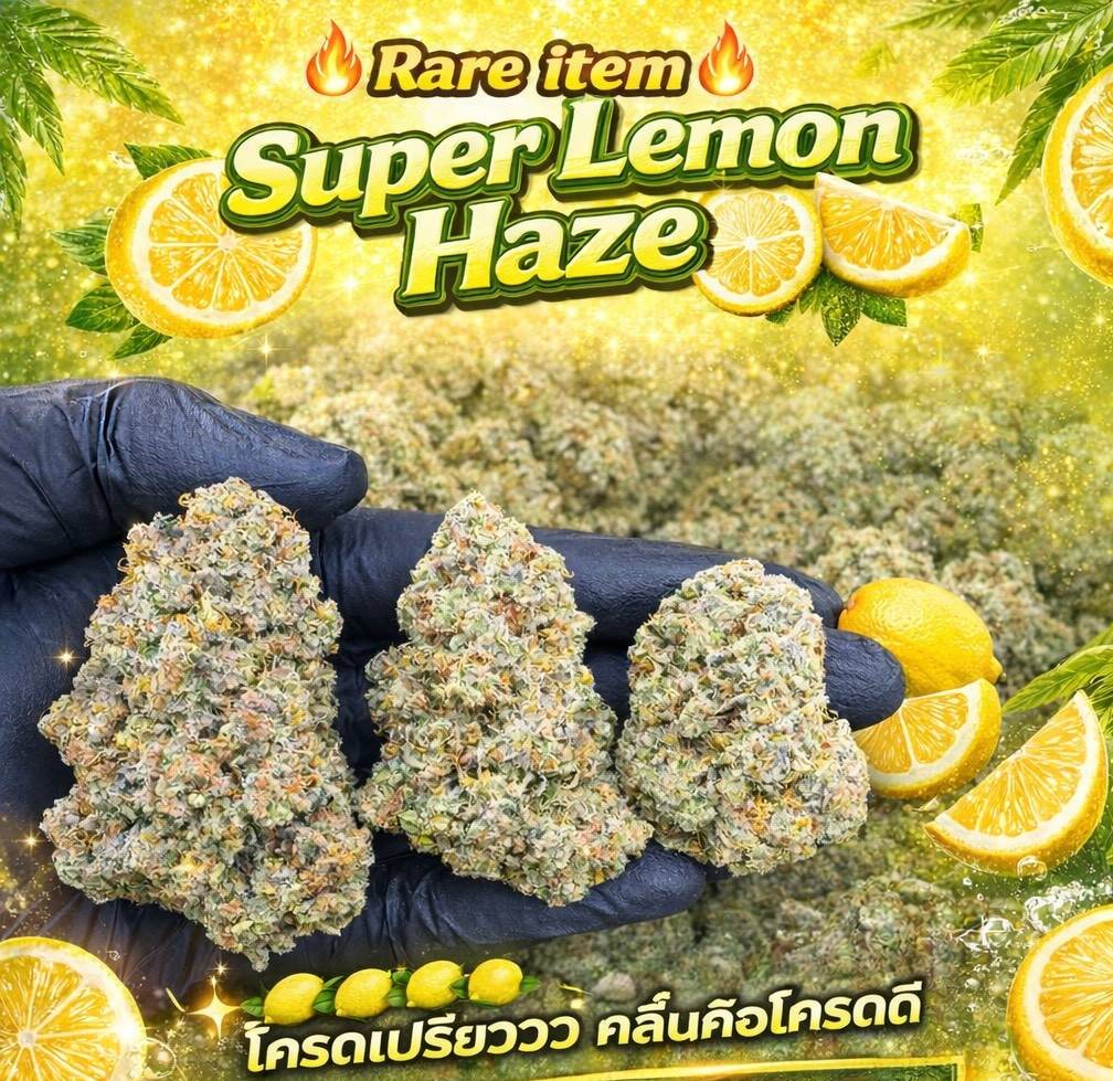 Super Lemon Haze strain weed Super Lemon Haze strain weed