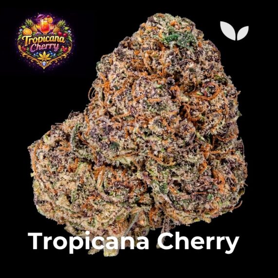 Tropicana Cherry strain weed delivery phuket