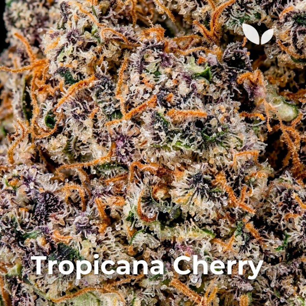 Сорт вишни Тропикана 2 Tropicana Cherry strain 2