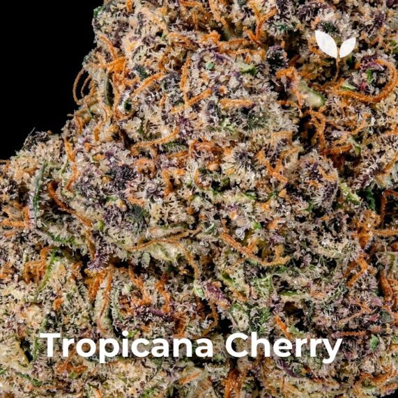 Tropicana Cherry strain weed delivery phuket 2