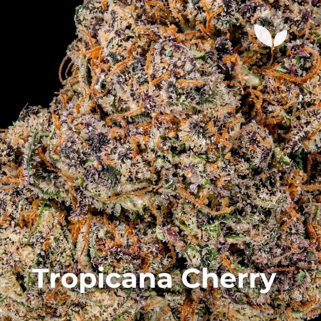 Сорт вишни Тропикана 3 Tropicana Cherry strain 3