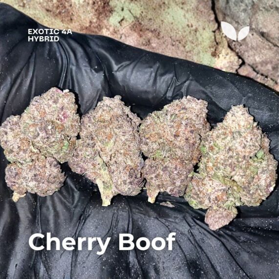 Cherry Boof strain hybrid cannabis delivery phuket