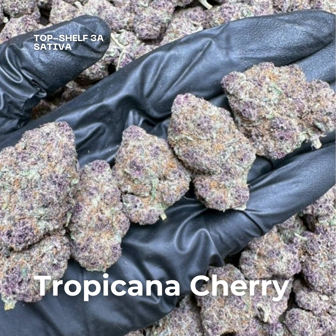 Tropicana Cherry weed strain phuket Tropicana Cherry weed strain phuket