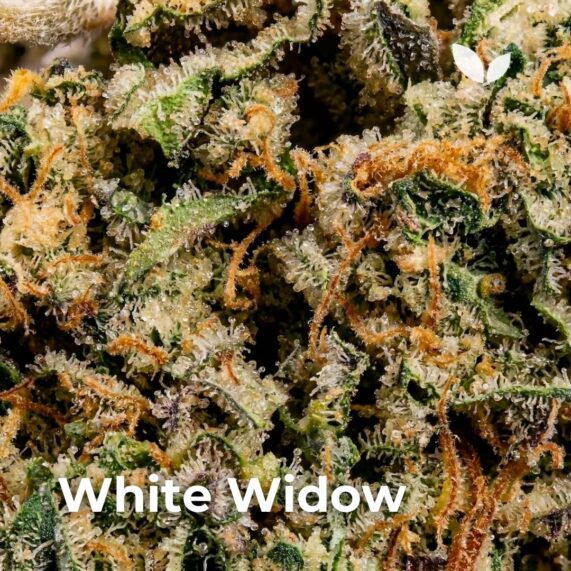 White widow cannabis delivery Phuket 2