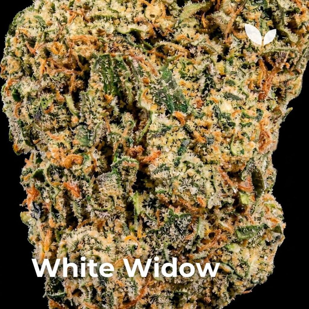 White widow cannabis Phuket 3