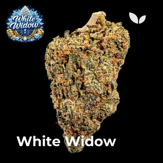 White widow cannabis delivery Phuket