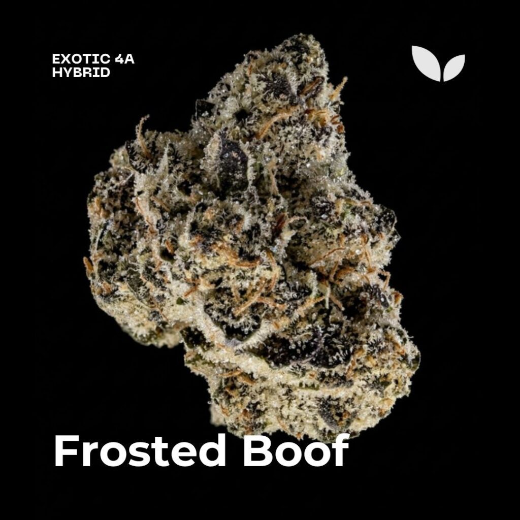 Frosted Boof strain weed phuket Frosted Boof strain weed phuket