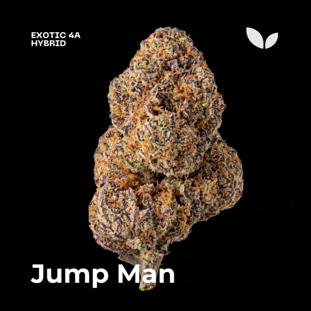 Jump Man strain weed Jump Man strain weed