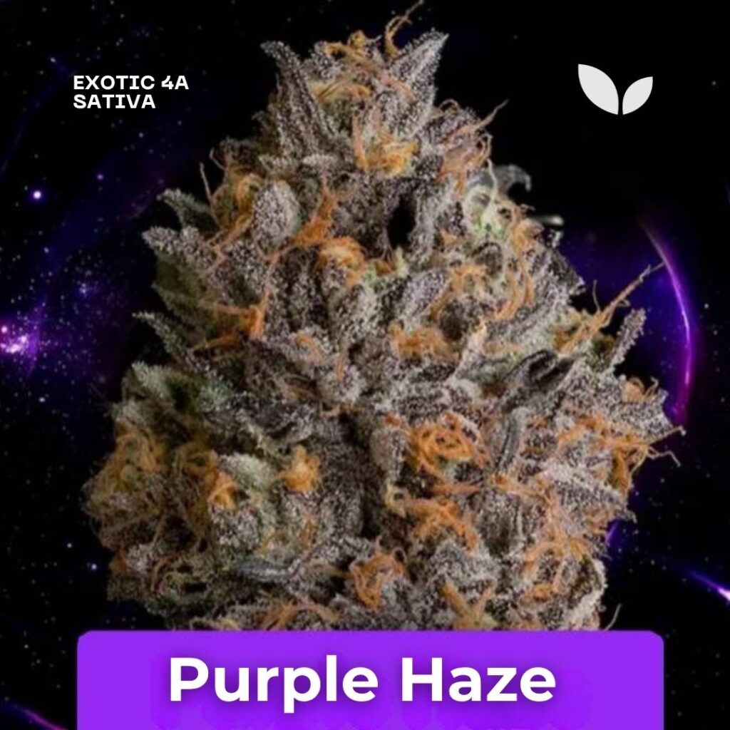 Purple Haze strain Purple Haze strain