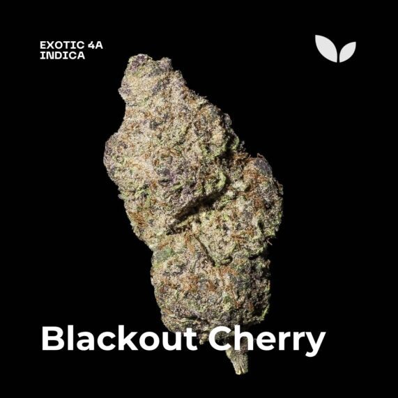 Blackout Cherry strain phuket weed delivery 3