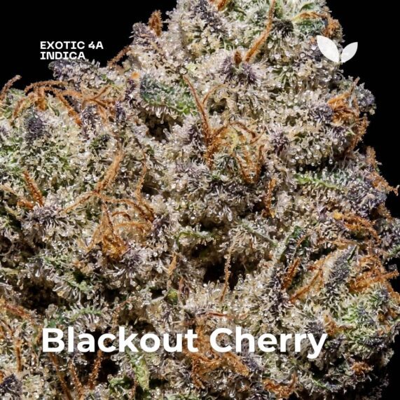 Blackout Cherry strain phuket weed delivery phuket