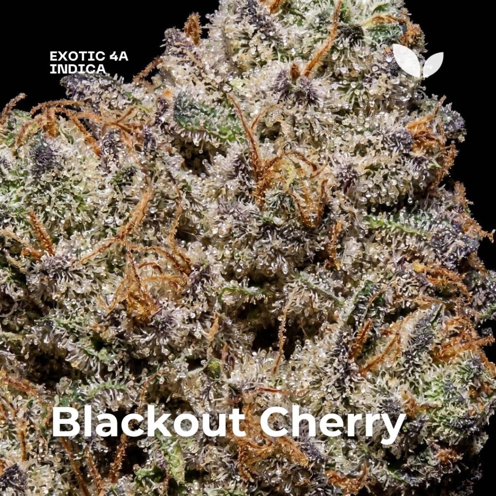 Blackout Cherry strain phuket 34