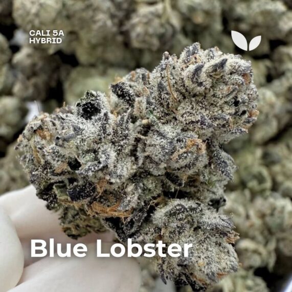 Blue Lobster cali weed 5A delivery phuket