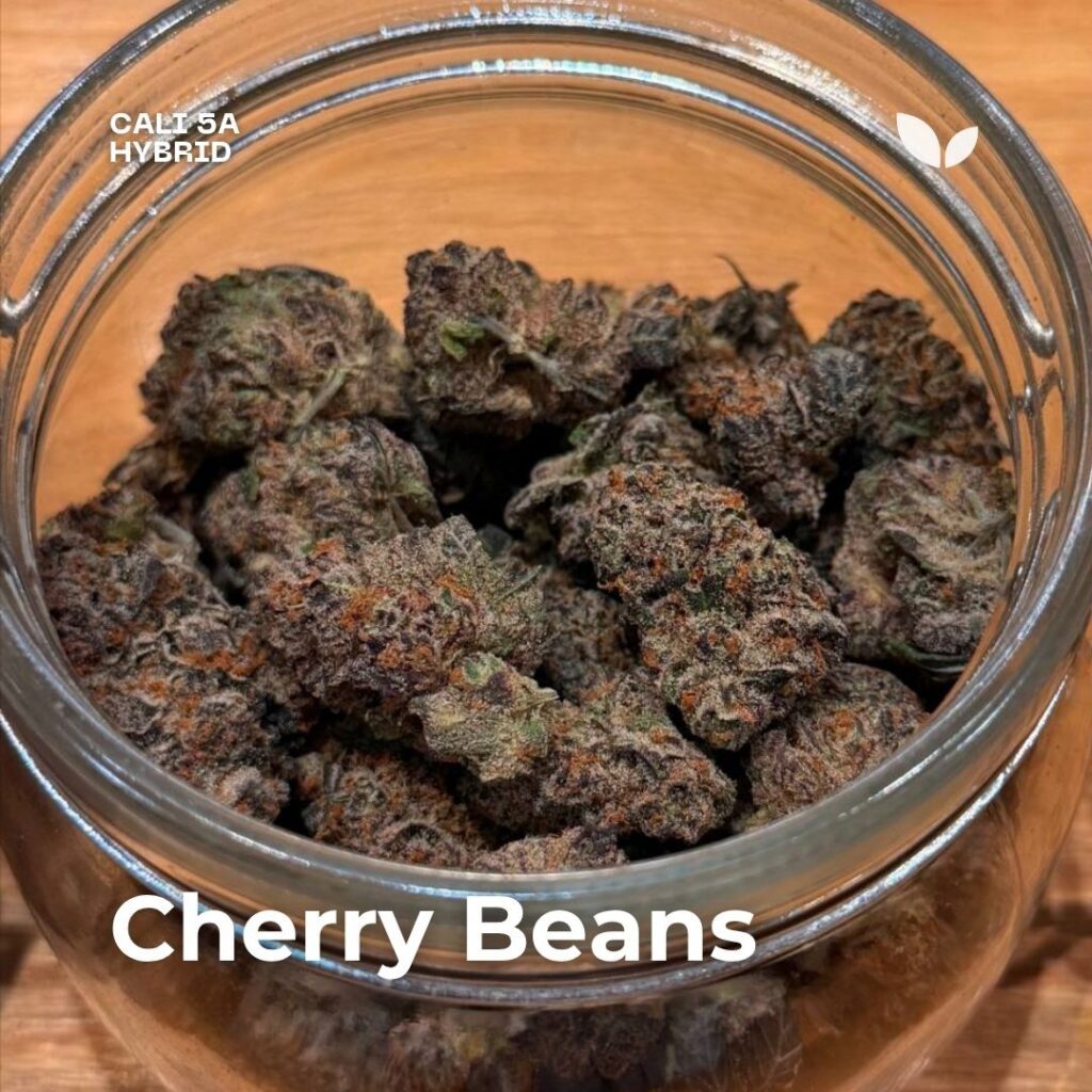 Cherry Beans cannabis strain Cherry Beans cannabis strain