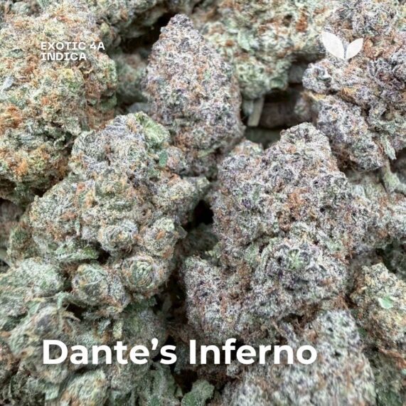 Dante's Inferno indica strain phuket delivery