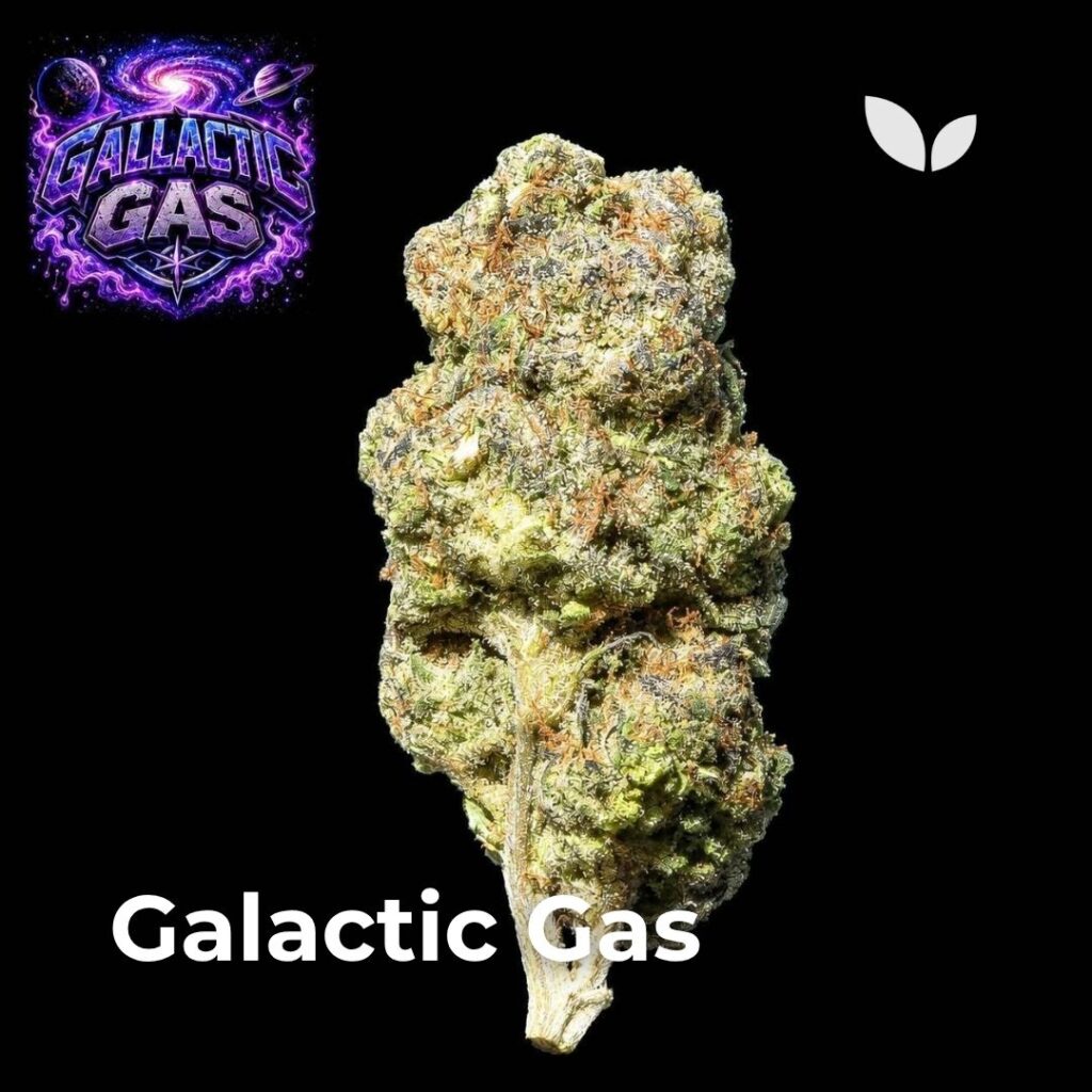 Galactic Gas strain phuket Galactic Gas strain phuket