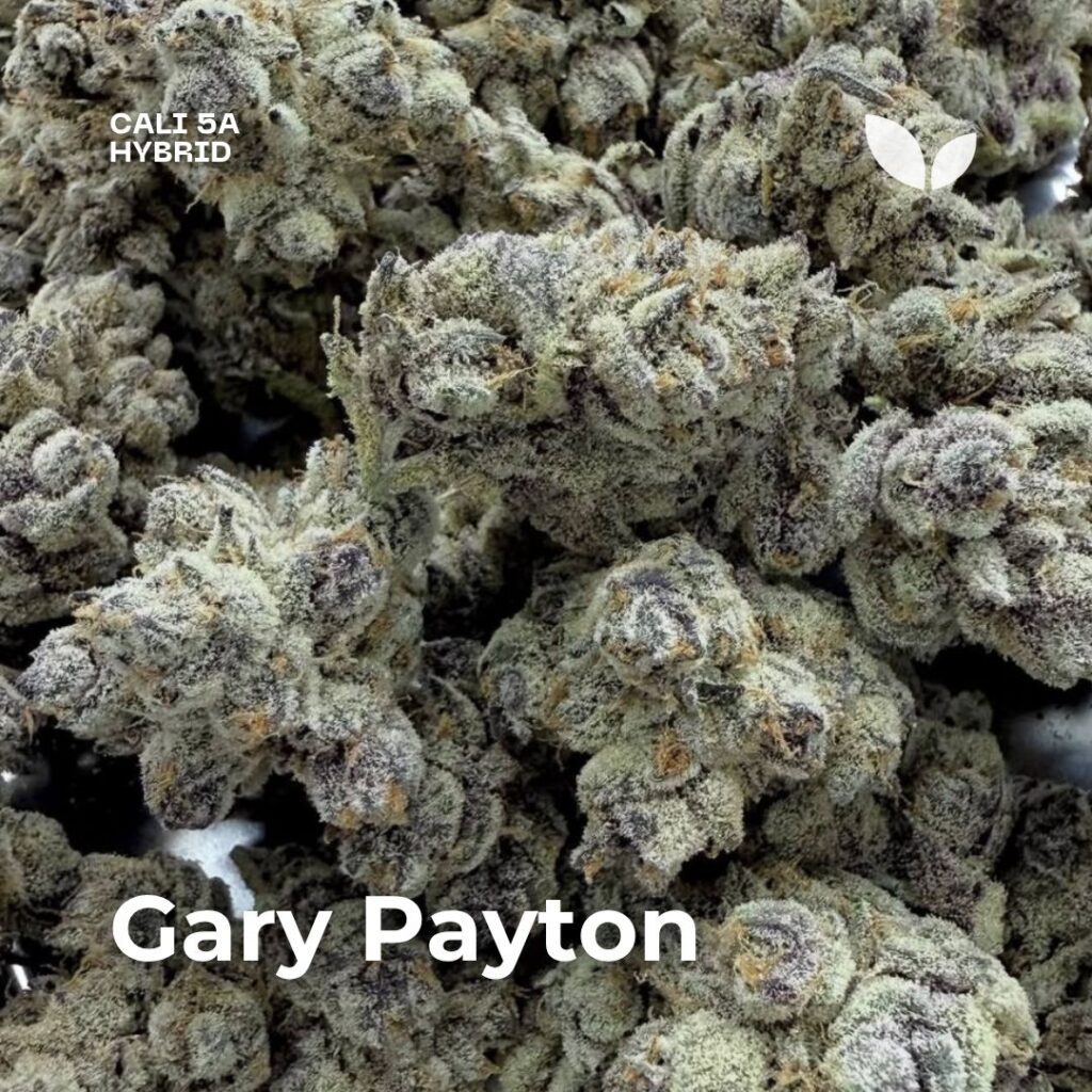Gary payton cali weed phuket Gary payton cali weed phuket