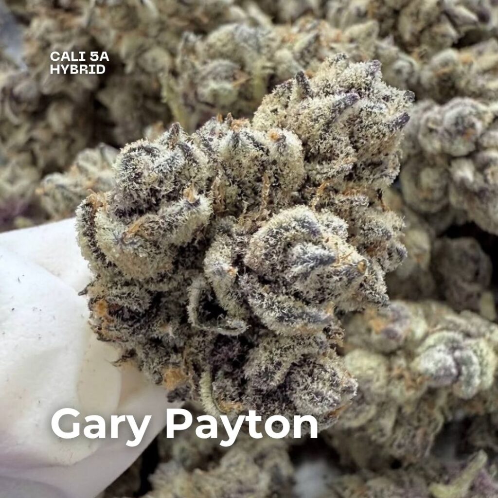 Gary payton cali weed phuket strain Gary payton cali weed phuket strain