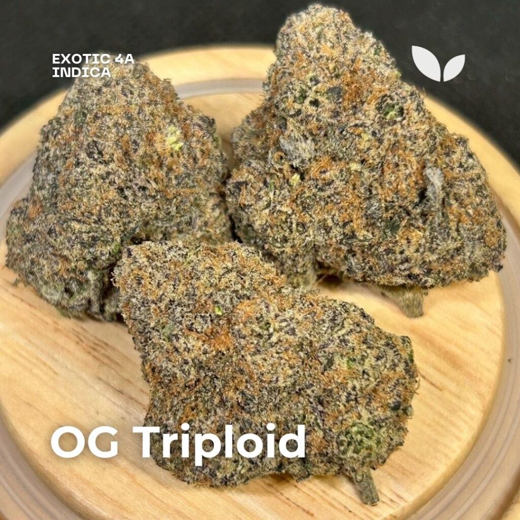 OG Triploid weed 4a exotic phuket OG Triploid weed 4a exotic phuket