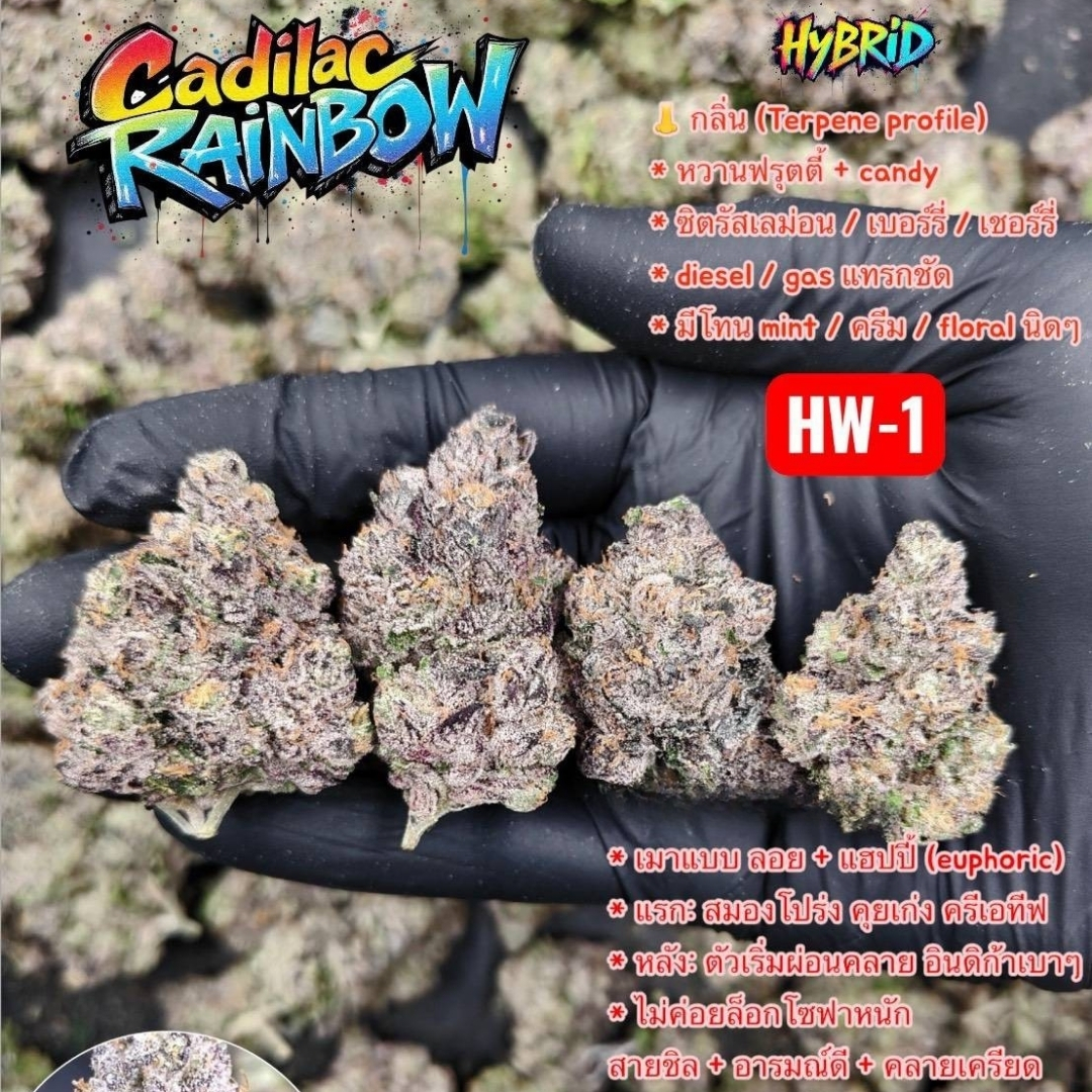 Cadillac Rainbow strain weed phuket Cadillac Rainbow strain weed phuket