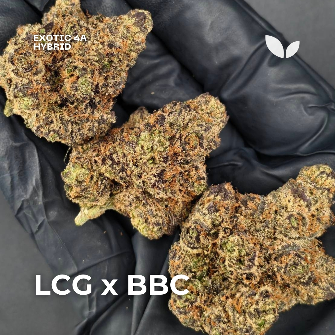 LCG X BBC strain LCG X BBC strain