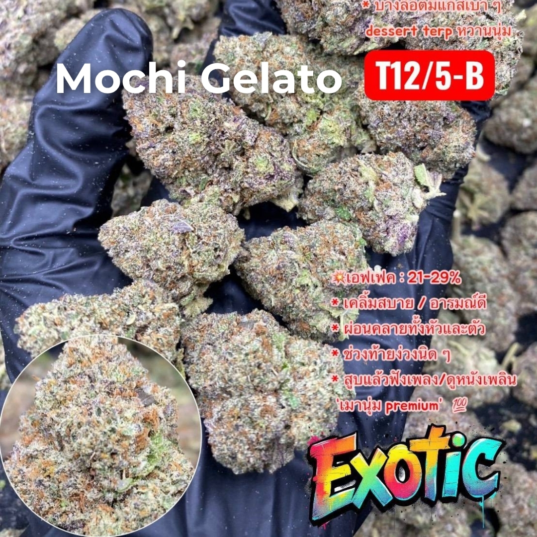 Mochi Gelato weed strain Mochi Gelato weed strain