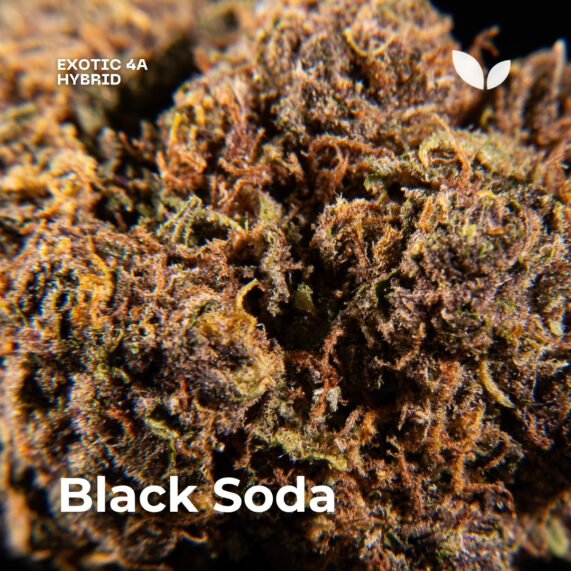 Black soda hybrid, weed delivery phuket