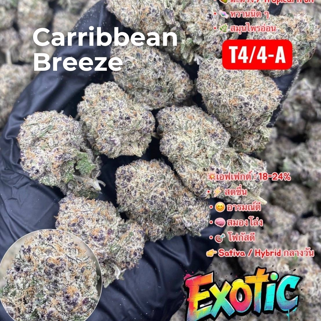 carribean Breeze cannabis strain carribean Breeze cannabis strain