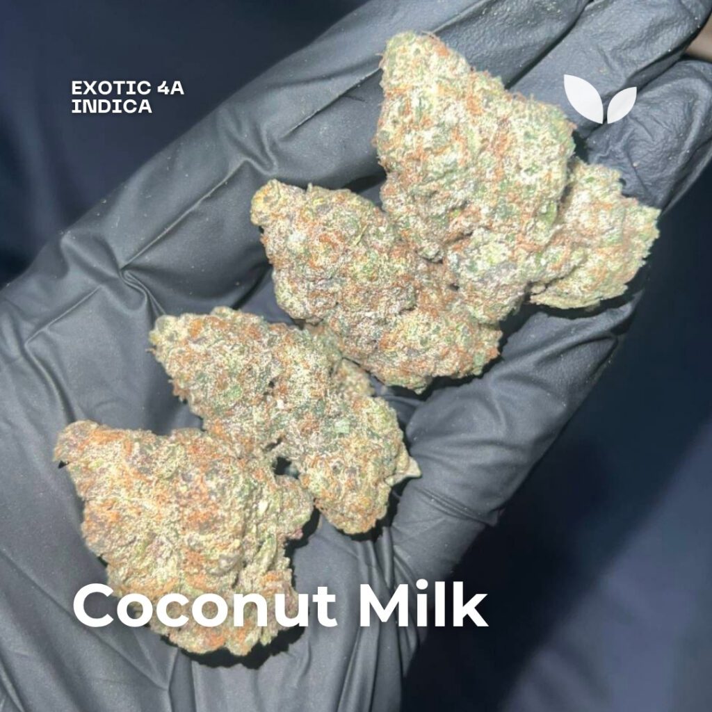 coconut milk cannabis strain phuket delivery