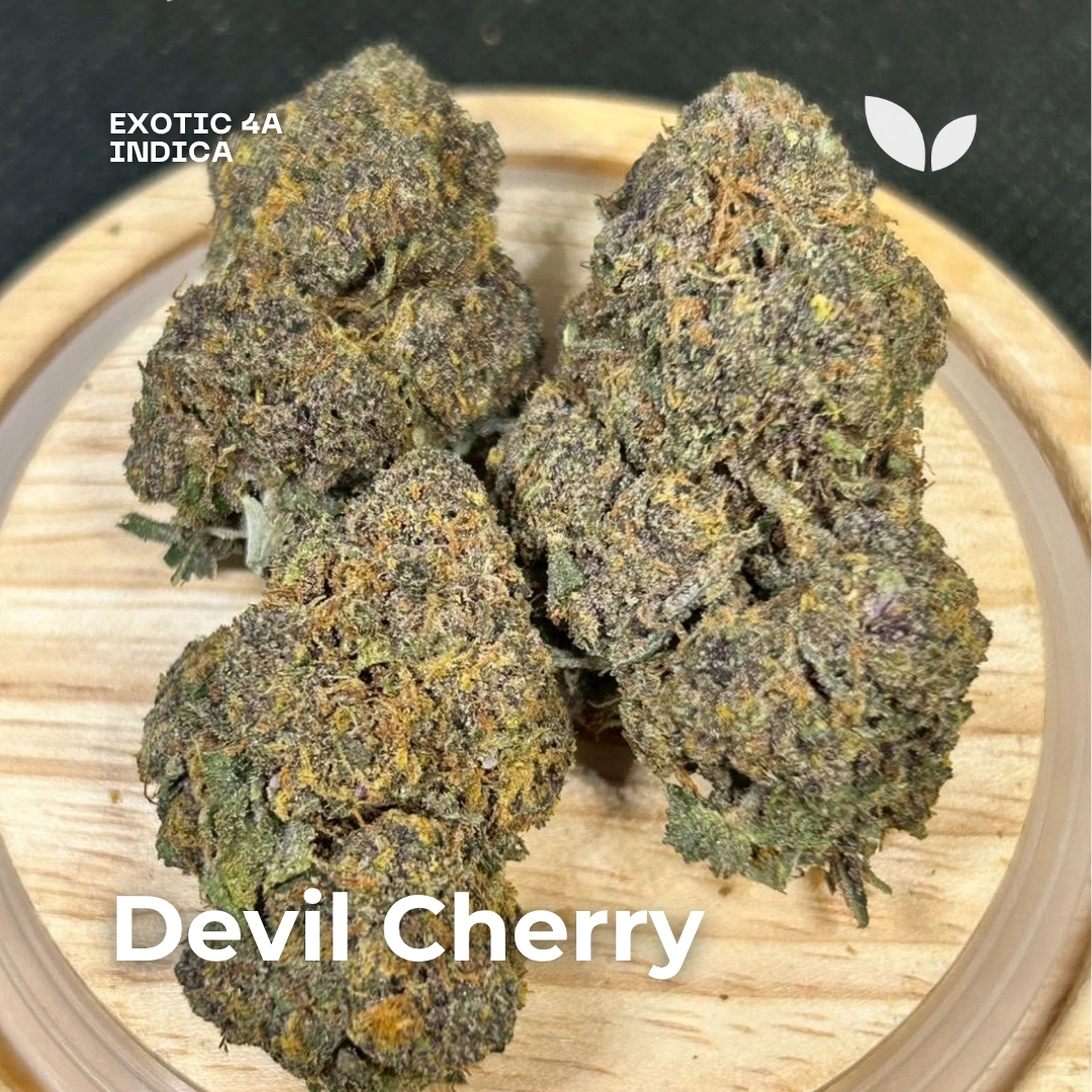Devil Cherry weed phuket