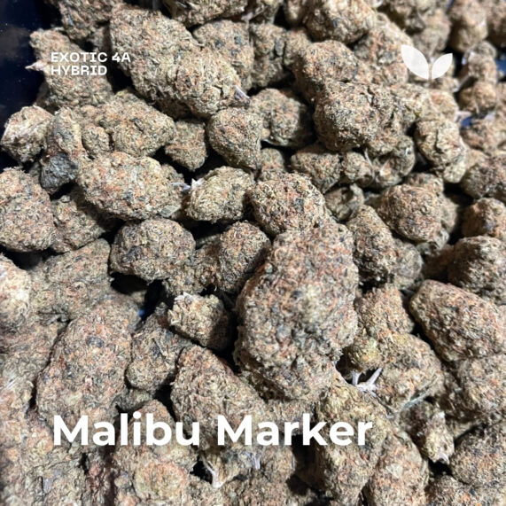 Malibu Marker strain weed delivery phuket balanced hybrid